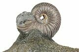 Iridescent Pyritized Ammonite (Quenstedticeras) Fossil Display #383627-1